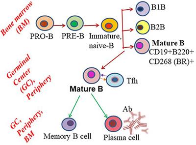 Frontiers | New Approaches To Targeting B Cells For Myasthenia Gravis ...